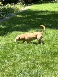 Found/Stray Female Dog last seen Arlington and Yosrmite, Berkeley, CA 94707