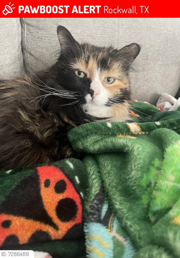Lost Female Cat last seen Danbury Dr, Rockwall, TX 75032