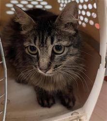 Shelter Stray Female Cat last seen Near BLOCK MC CORD AVE, BAKERSFIELD CA 93308, Bakersfield, CA 93308