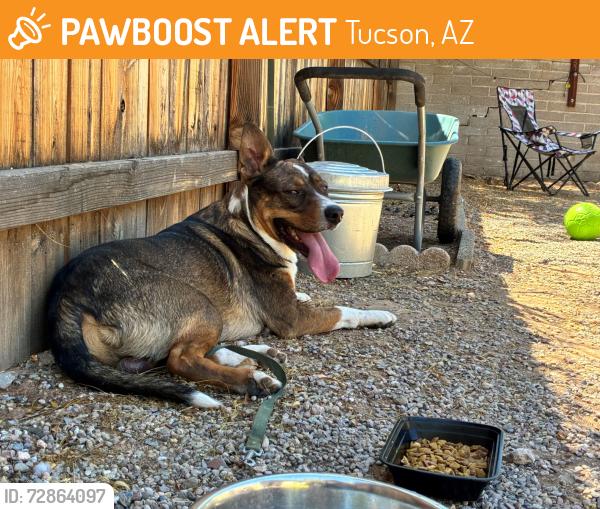 Found/Stray Male Dog last seen Mitc Park, Tucson, AZ 85719