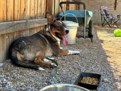 Found/Stray Male Dog last seen Mitc Park, Tucson, AZ 85719