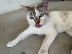 Reunited Male Cat last seen 2nd and Los Ranchos, Albuquerque, NM 87107