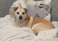 Lost Female Dog last seen Spencer Dr. , Iowa City, IA 52246