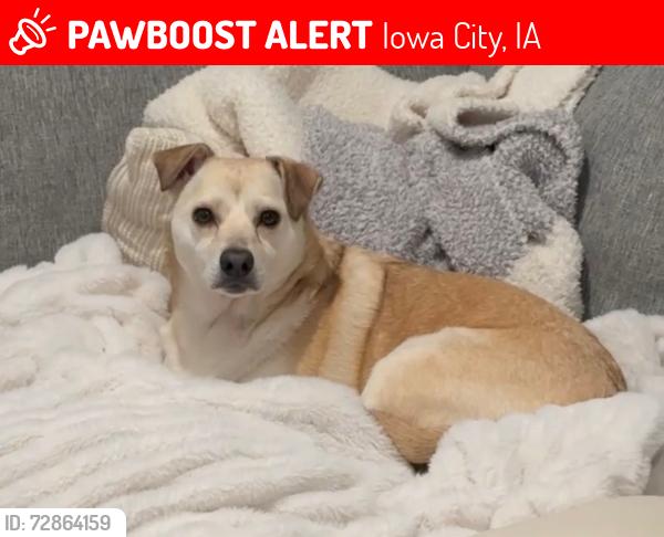 Lost Female Dog last seen Spencer Dr. , Iowa City, IA 52246