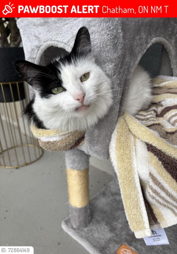 Lost Female Cat last seen Arrowhead lane and grassland grove , Chatham, ON N7M 0T2