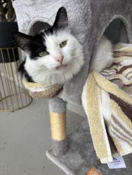 Lost Female Cat last seen Arrowhead lane and grassland grove , Chatham, ON N7M 0T2