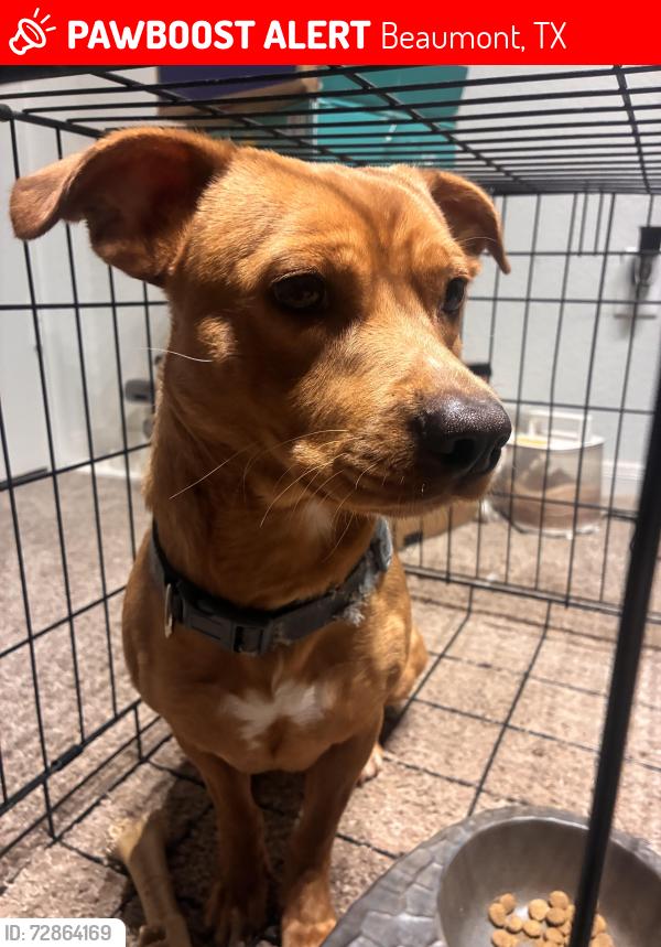 Lost Male Dog last seen Quality inn, Beaumont, TX 77707