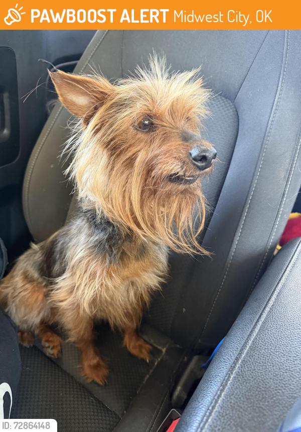 Found/Stray Female Dog last seen Corner of Reno and sooner at the four-way intersection just about to go off the sidewalk , Midwest City, OK 73110
