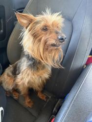 Found/Stray Female Dog last seen Corner of Reno and sooner at the four-way intersection just about to go off the sidewalk , Midwest City, OK 73110