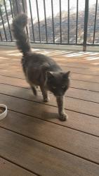 Found/Stray Unknown Cat last seen Lancaster , Salem, OR 97305