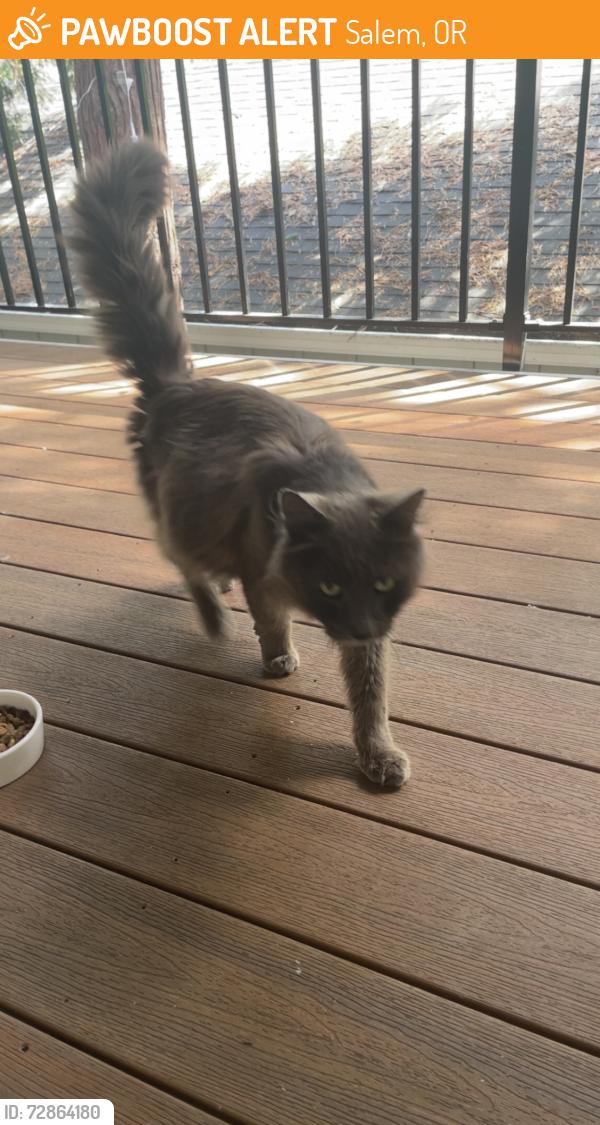 Found/Stray Unknown Cat last seen Lancaster , Salem, OR 97305
