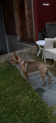 Lost Female Dog last seen Poquott village sign, Setauket- East Setauket, NY 11733