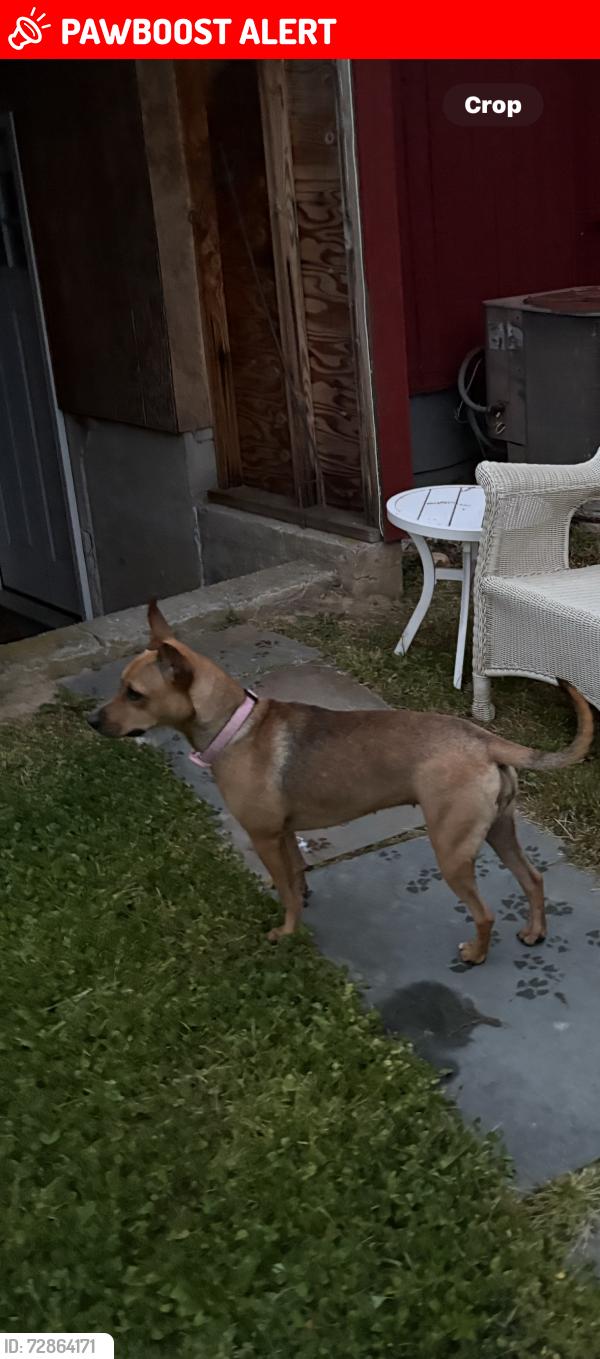 Lost Female Dog last seen Poquott village sign, Setauket- East Setauket, NY 11733