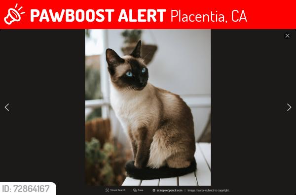 Lost Male Cat last seen campanis ln, placentia, Placentia, CA 92870