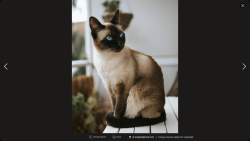 Lost Male Cat last seen campanis ln, placentia, Placentia, CA 92870