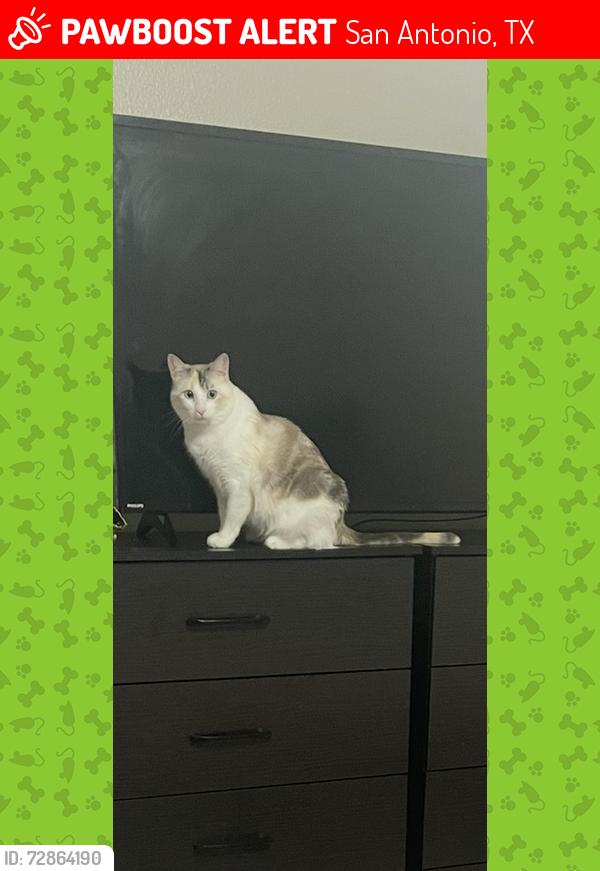 Lost Female Cat last seen General mcmullen, San Antonio, TX 78237