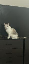Lost Female Cat last seen General mcmullen, San Antonio, TX 78237