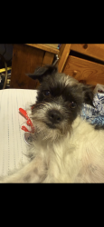 Lost Male Dog last seen Church Ave and maple ave, Fresno, CA 93725