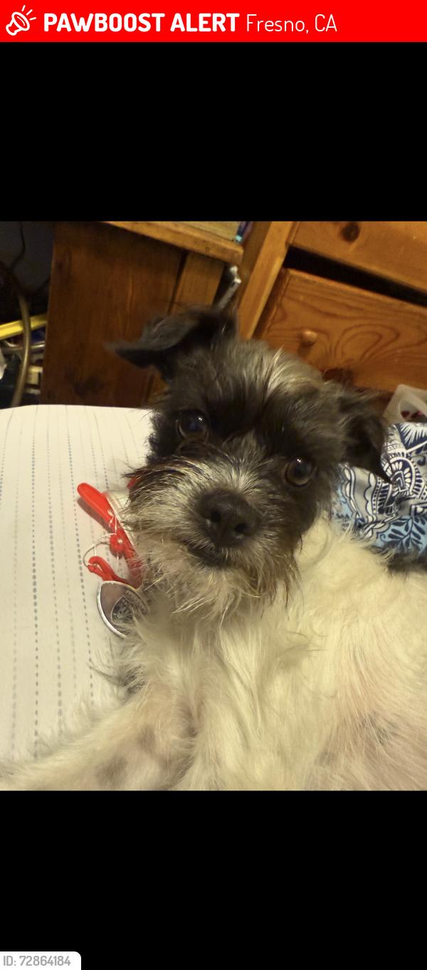 Lost Male Dog last seen Church Ave and maple ave, Fresno, CA 93725