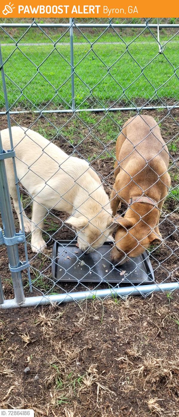 Found/Stray Male Dog last seen Echoconee Creek & Copart, Byron, GA 31008