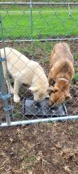 Found/Stray Male Dog last seen Echoconee Creek & Copart, Byron, GA 31008