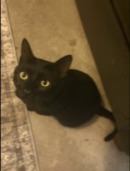 Lost Female Cat last seen fonder dr. & old school hse rd., Parker, CO 80134