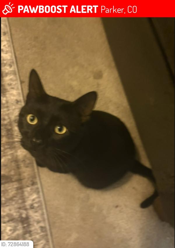 Lost Female Cat last seen fonder dr. & old school hse rd., Parker, CO 80134