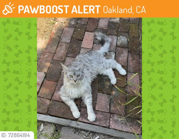 Found/Stray Unknown Cat last seen Sutter st. Allendale Park, Oakland, Oakland, CA 94619