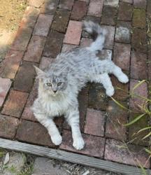 Found/Stray Unknown Cat last seen Sutter st. Allendale Park, Oakland, Oakland, CA 94619