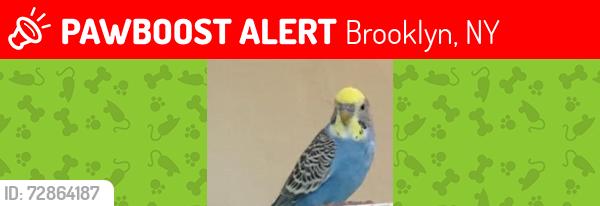 Lost Male Other last seen Nearest Cross Streets: 6th Avenue and 55th Street (or 56th Street).Landmark: Rainbow Playground.Specific Location: Residential front yards bordering the playground on 6th Avenue., Brooklyn, NY 11220