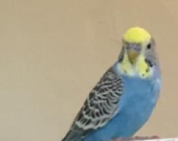 Lost Male Other last seen Nearest Cross Streets: 6th Avenue and 55th Street (or 56th Street).Landmark: Rainbow Playground.Specific Location: Residential front yards bordering the playground on 6th Avenue., Brooklyn, NY 11220