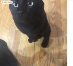 Reunited Male Cat last seen fonder dr. & old school hse rd., Parker, CO 80134