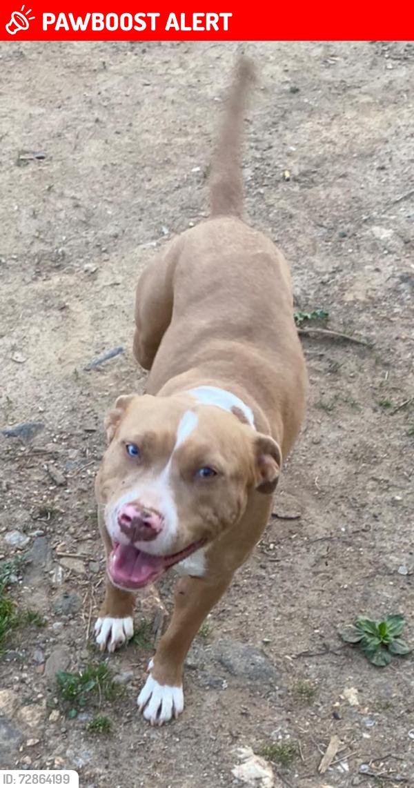 Lost Female Dog last seen Clyde NC, Haywood County, NC 28721