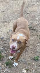 Lost Female Dog last seen Clyde NC, Haywood County, NC 28721