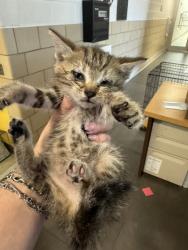 Shelter Stray Female Cat last seen Cascade, 75149, TX, Mesquite, TX 75149