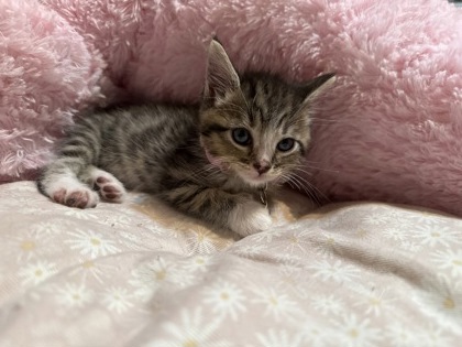 Shelter Stray Female Cat last seen W Paul Ave & N Ferger Ave, Fresno Zone Fresno CO 2 93704, CA, Fresno, CA 93706