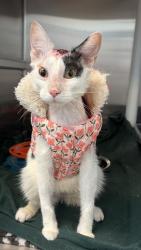 Shelter Stray Female Cat last seen E Gregory Blvd & Cleveland Ave, 64132, 64132, MO, Kansas City, MO 64132