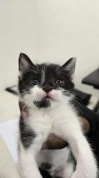 Shelter Stray Female Cat last seen Rancho Cordova, CA 95827, Sacramento, CA 95828