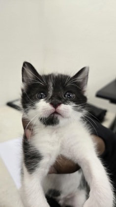 Shelter Stray Female Cat last seen Rancho Cordova, CA 95827, Sacramento, CA 95828