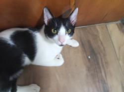 Lost Male Cat last seen Creche da prefeitura CEI, próximo da Rua Joa Távora, Jardim Silvia (Zona Leste), SP 08140-068