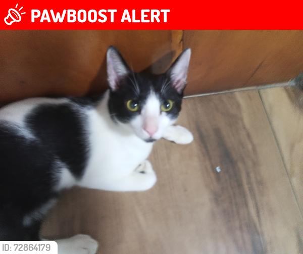 Lost Male Cat last seen Creche da prefeitura CEI, próximo da Rua Joa Távora, Jardim Silvia (Zona Leste), SP 08140-068