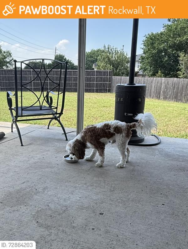 Found/Stray Male Dog last seen Hickory Ridge Subdivision, Rockwall, TX 75032