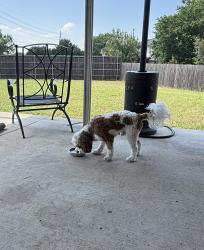 Found/Stray Male Dog last seen Hickory Ridge Subdivision, Rockwall, TX 75032
