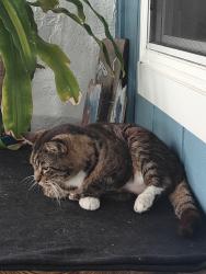 Found/Stray Unknown Cat last seen Songbird Lane/Bayshore Drive , Jacksonville, FL 32233
