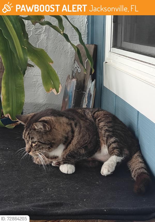 Found/Stray Unknown Cat last seen Songbird Lane/Bayshore Drive , Jacksonville, FL 32233