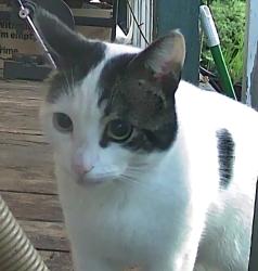 Found/Stray Unknown Cat last seen NE 17th Ave and Alberta St, Portland, Oregon, Portland, OR 97211