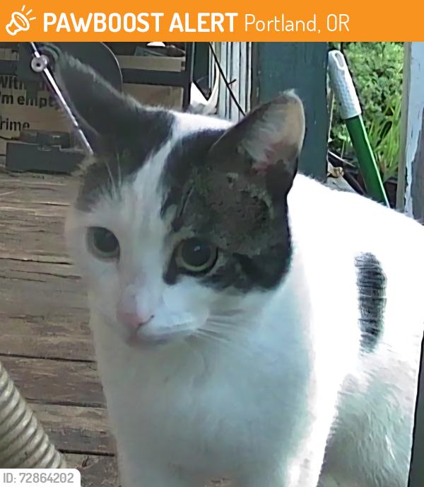 Found/Stray Unknown Cat last seen NE 17th Ave and Alberta St, Portland, Oregon, Portland, OR 97211