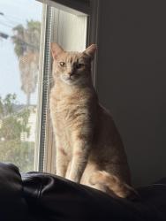 Lost Male Cat last seen Jamacha Rd and Porter St. , San Diego, CA 92114