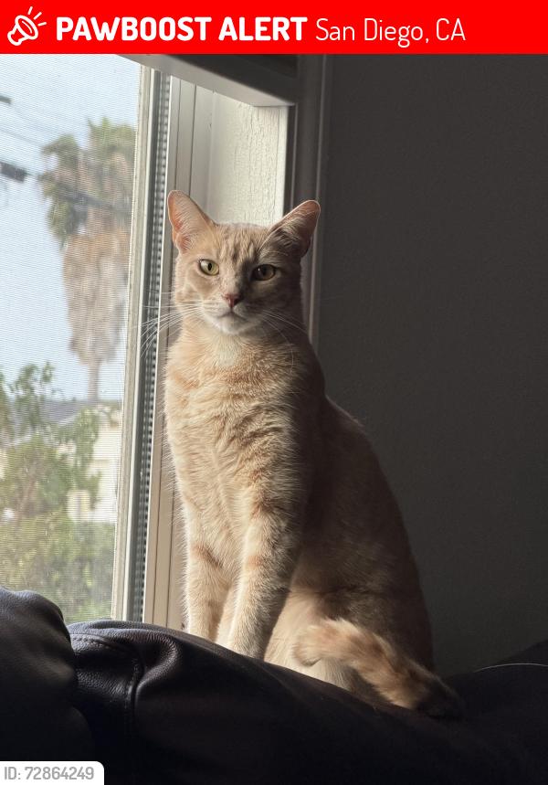 Lost Male Cat last seen Jamacha Rd and Porter St. , San Diego, CA 92114