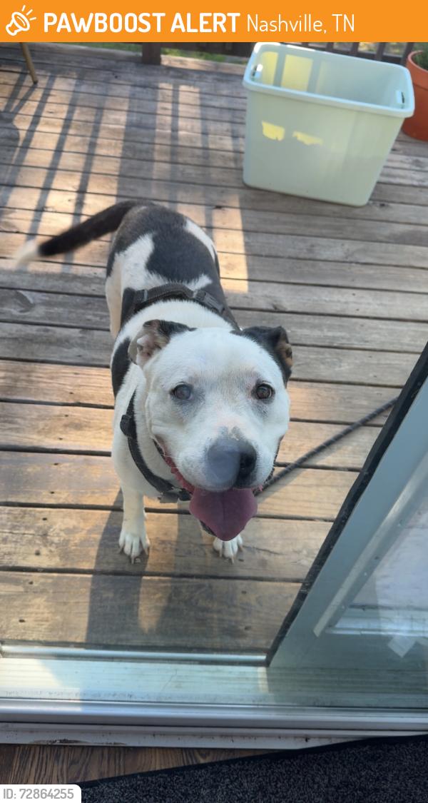 Found/Stray Female Dog last seen Brooks Ave, Nashville, TN 37115